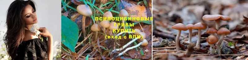 Псилоцибиновые грибы Psilocybe  Короча 